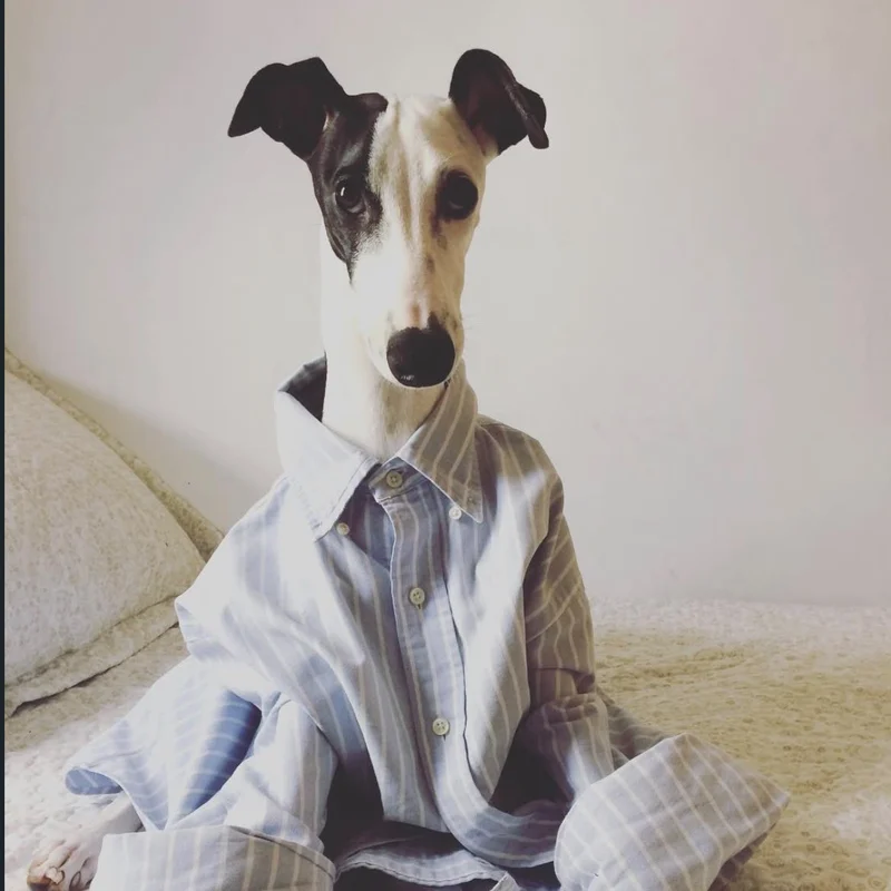 Claudinho, um galgo branco e preto, sentado na cama vestindo uma camisa social listrada